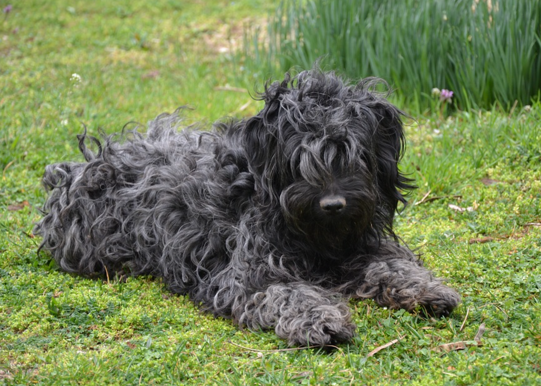 #33. Puli (tie)